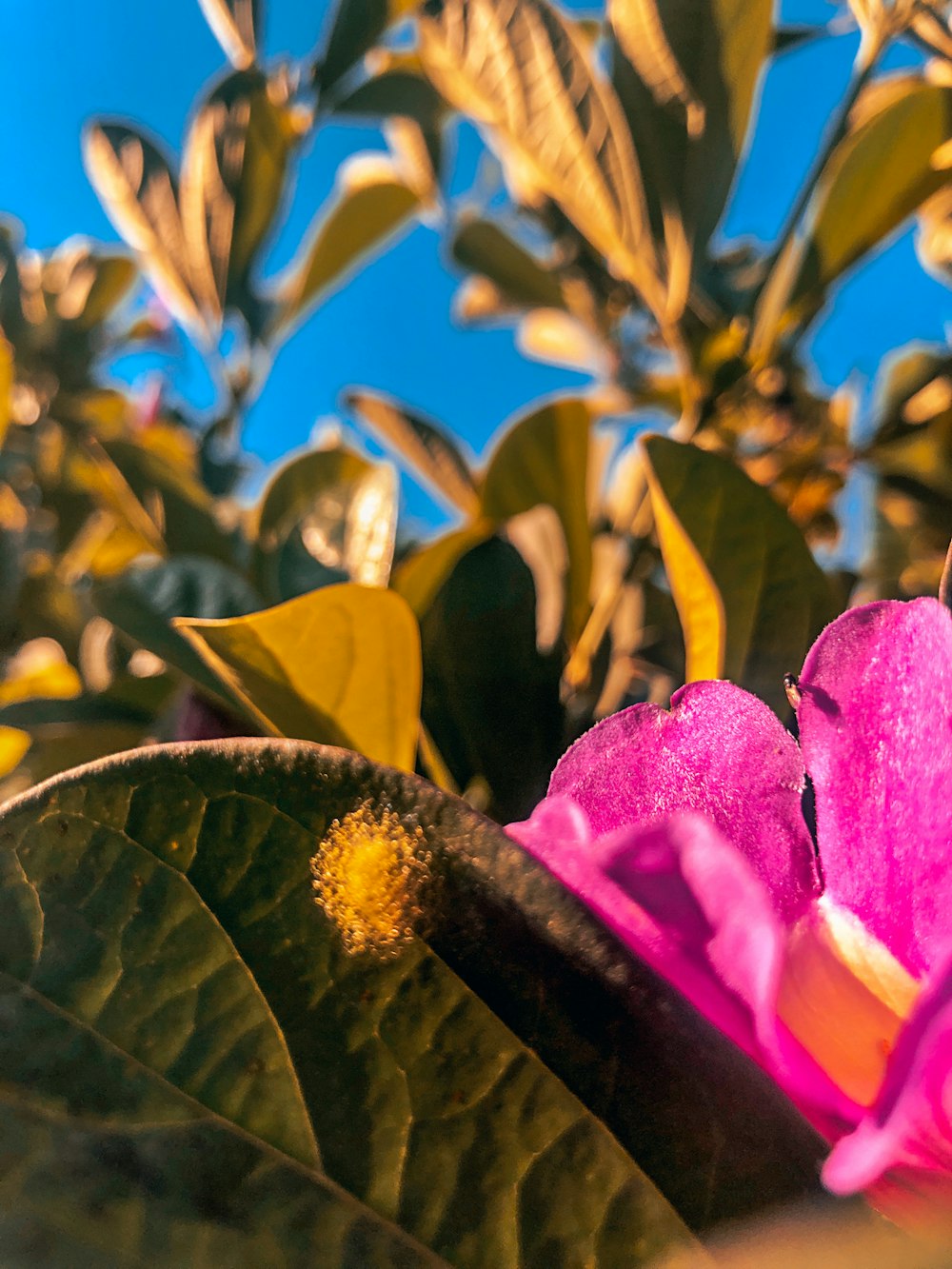 a close up of a flower