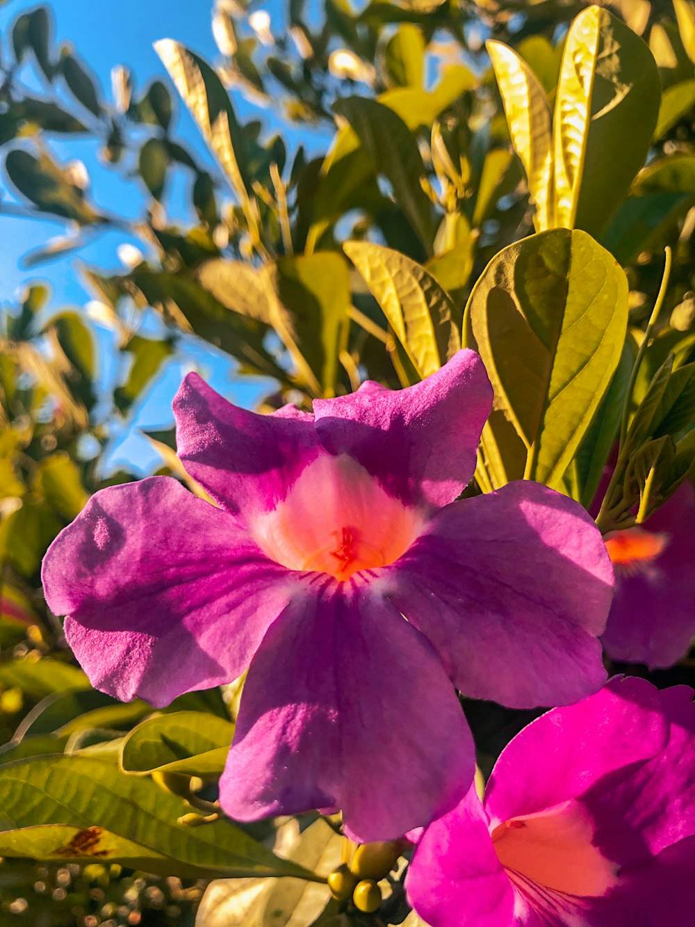 a close up of a flower