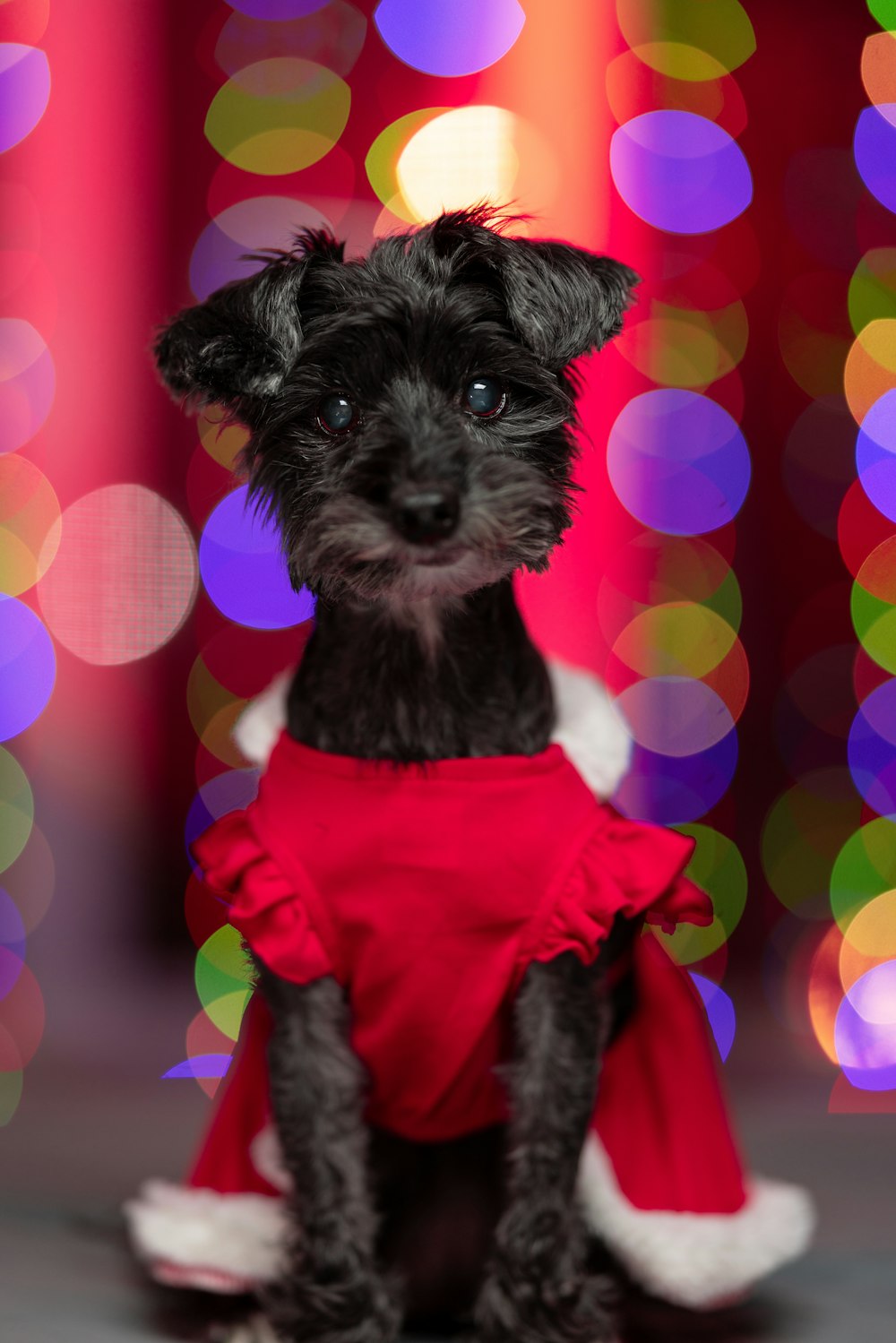 a dog wearing a red shirt