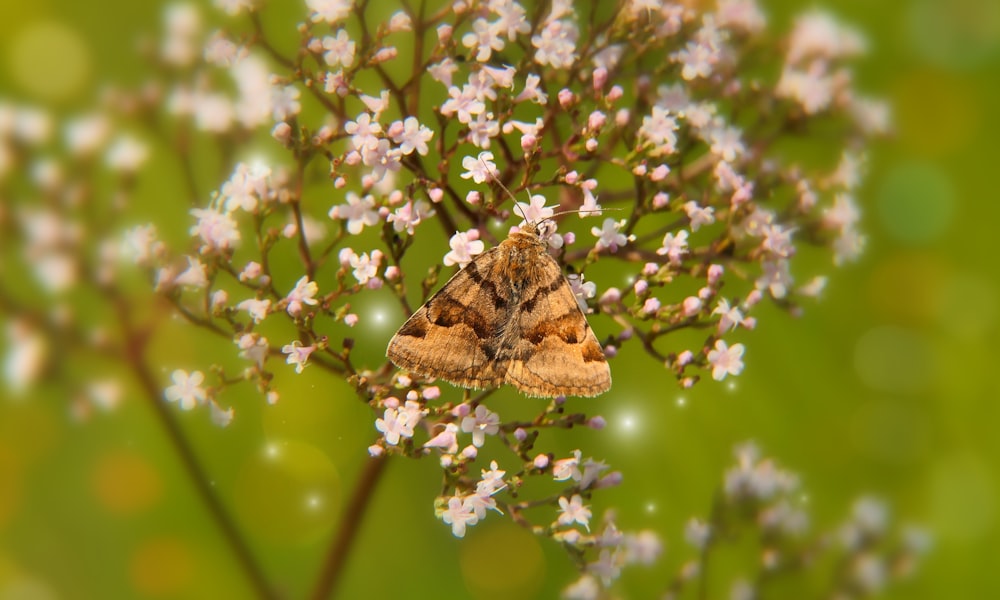 a butterfly on a flower