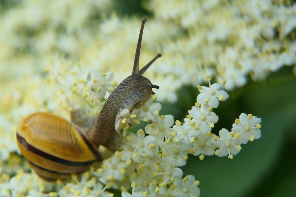 a snail on a flower