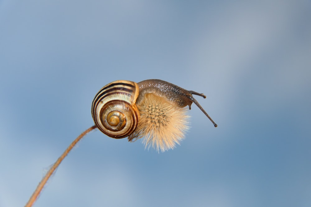 a close up of a snail