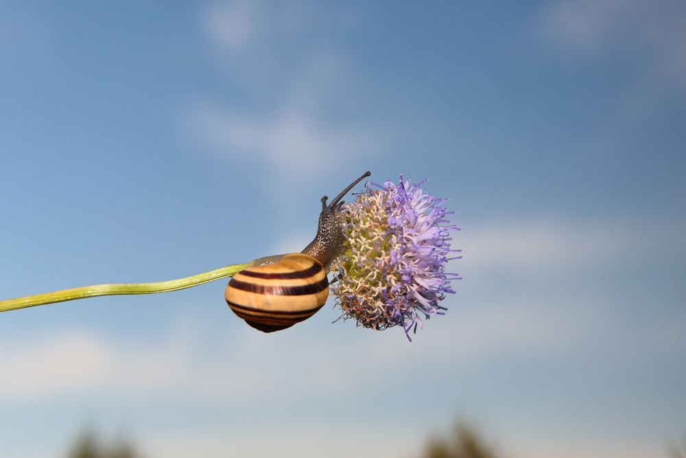 a bee on a flower