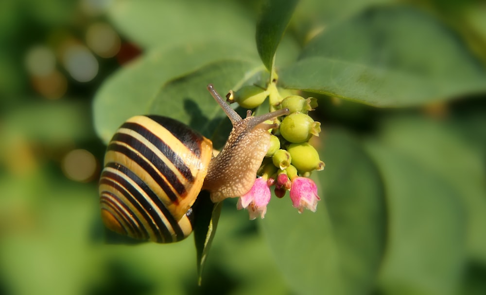 a bee on a flower