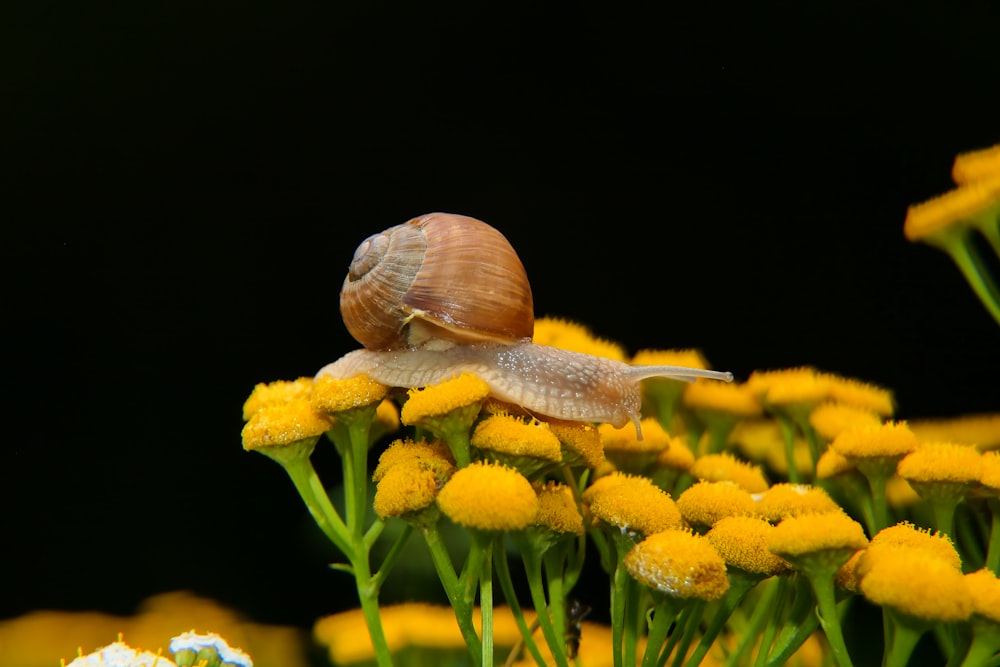 a snail on a yellow flower