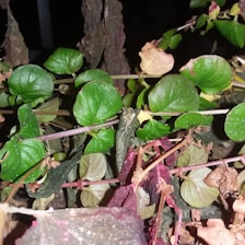 A close-up of a plant with a mix of healthy and wilted leaves. The healthy leaves are vibrant green and rounded, while the wilted ones are brown and dry. Some stems are visible, displaying a purplish hue against dark soil or background.