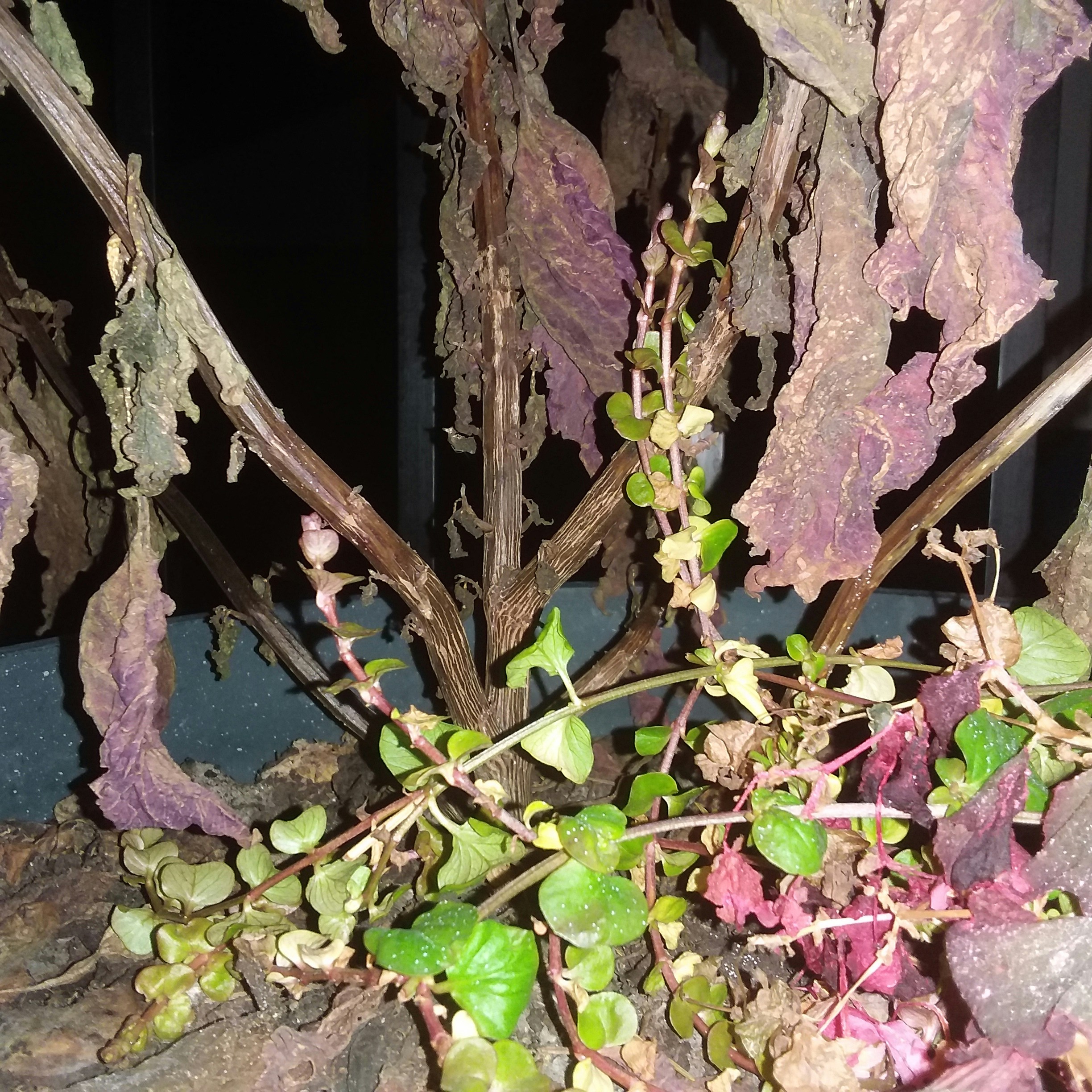 Cómo Revivir una Planta Seca: Consejos Esenciales