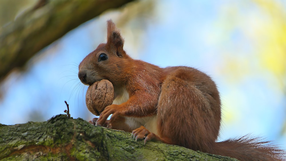 a squirrel on a tree