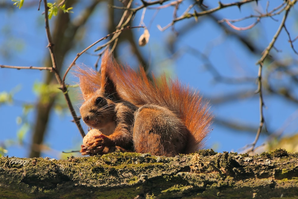 a squirrel on a tree branch