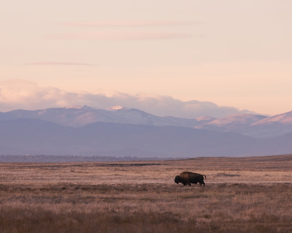 a bison in a field