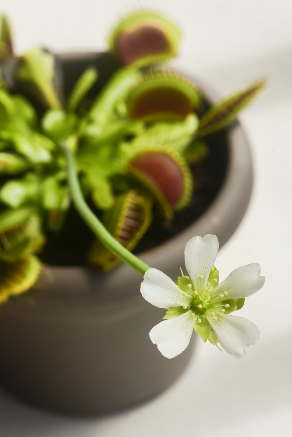 a plant in a pot