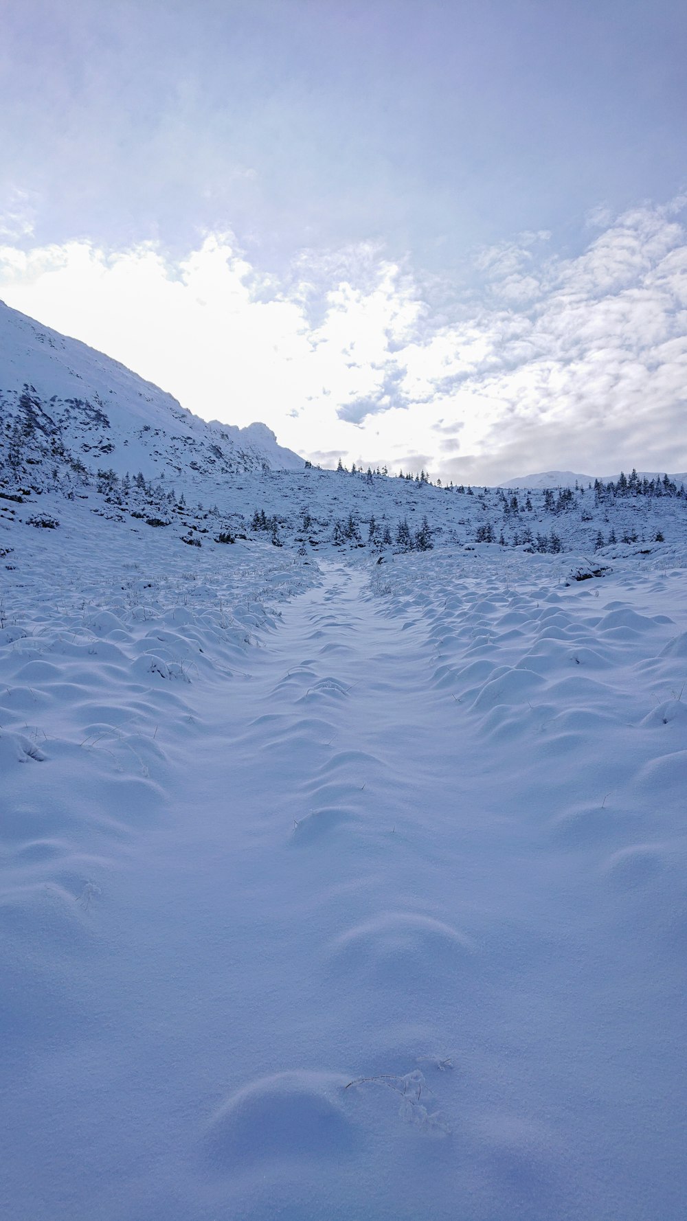 a snowy landscape with trees and mountains