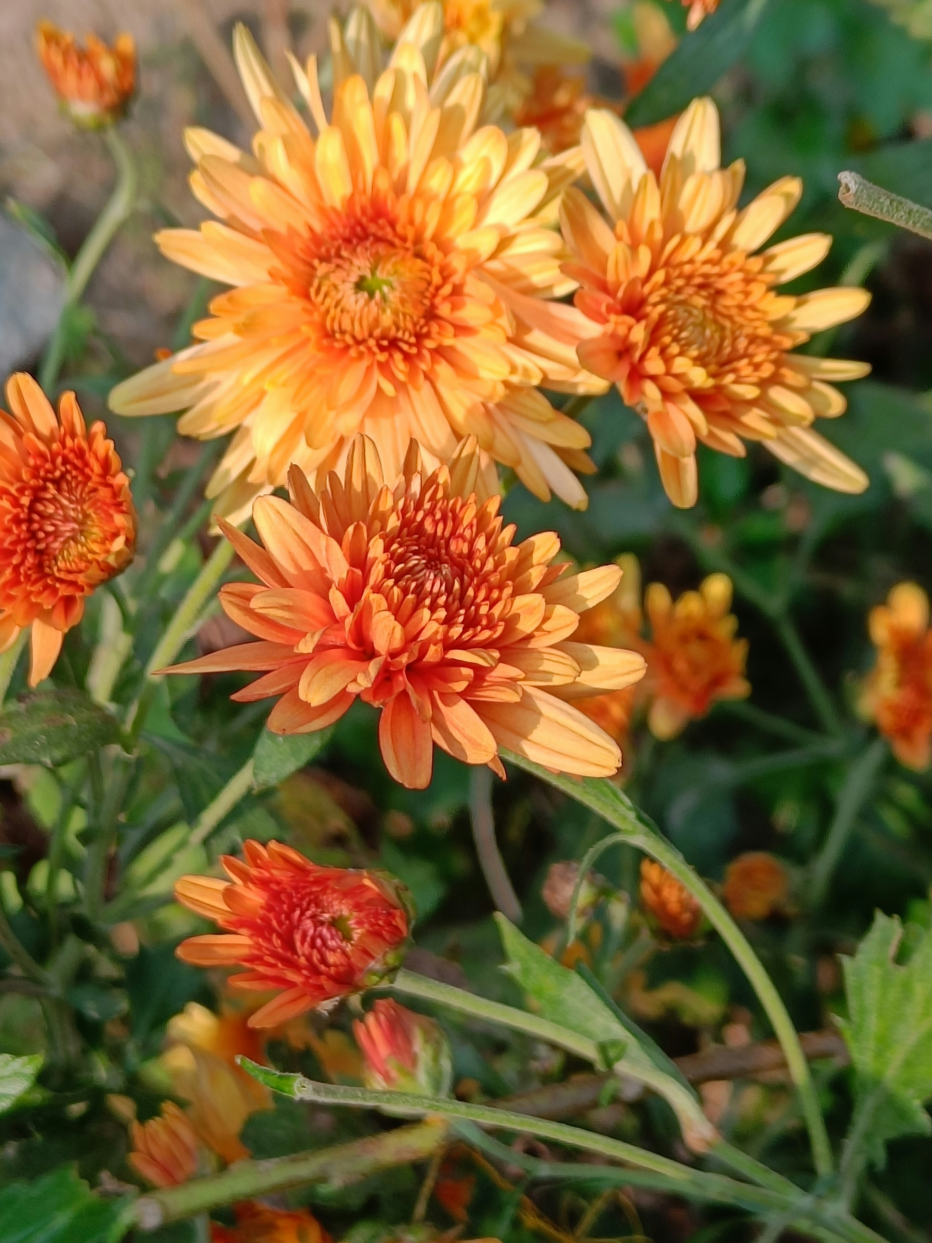 Photo by pushpasrivastava