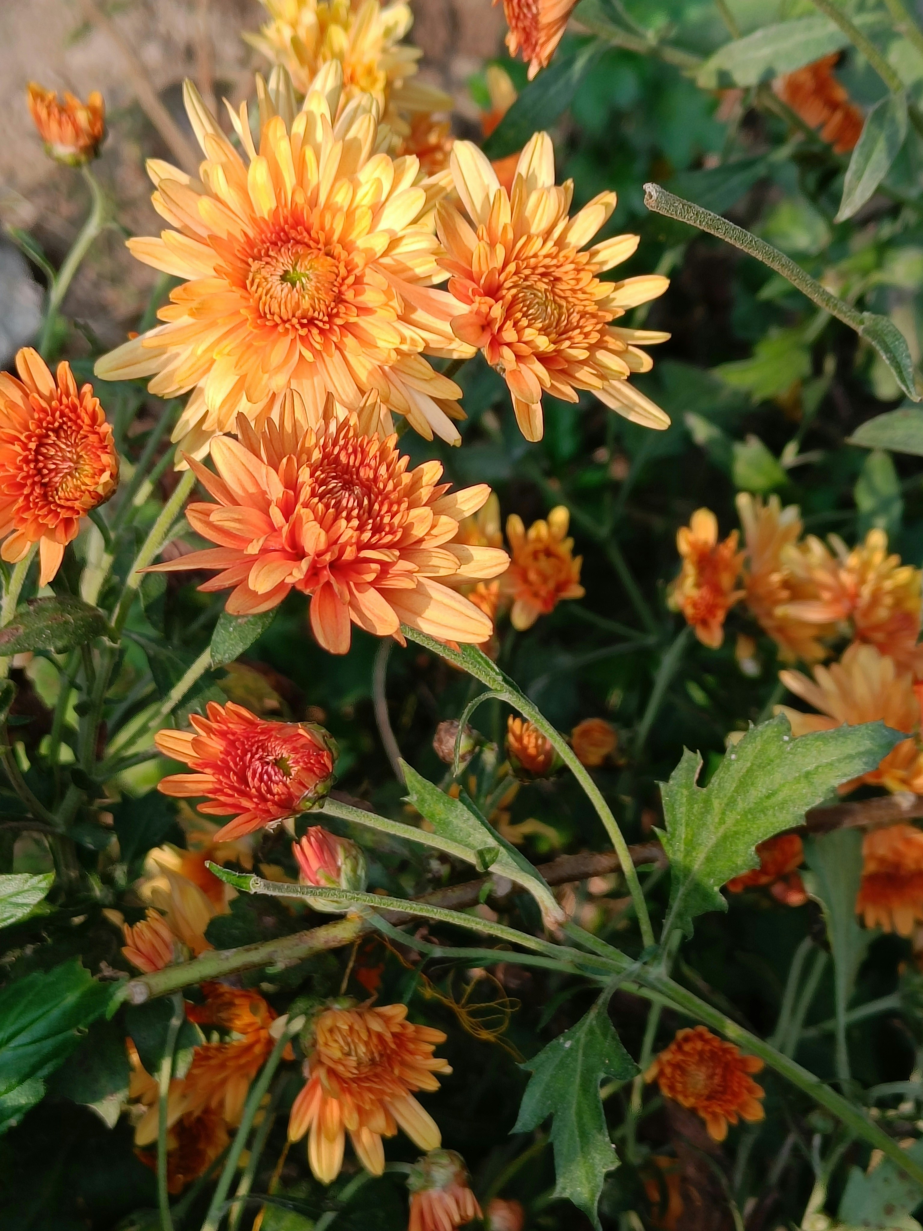 Photo by pushpasrivastava