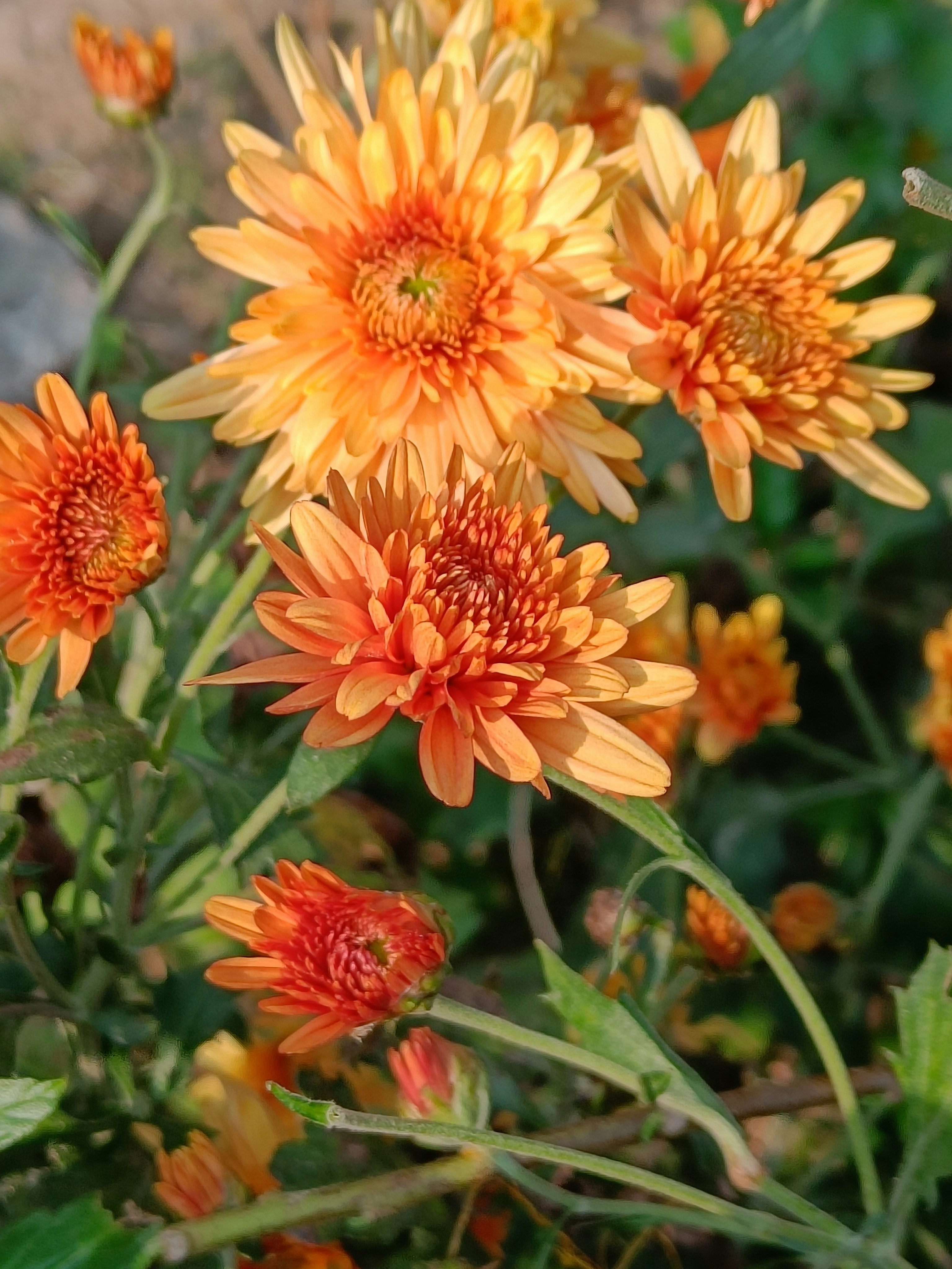 Photo by pushpasrivastava