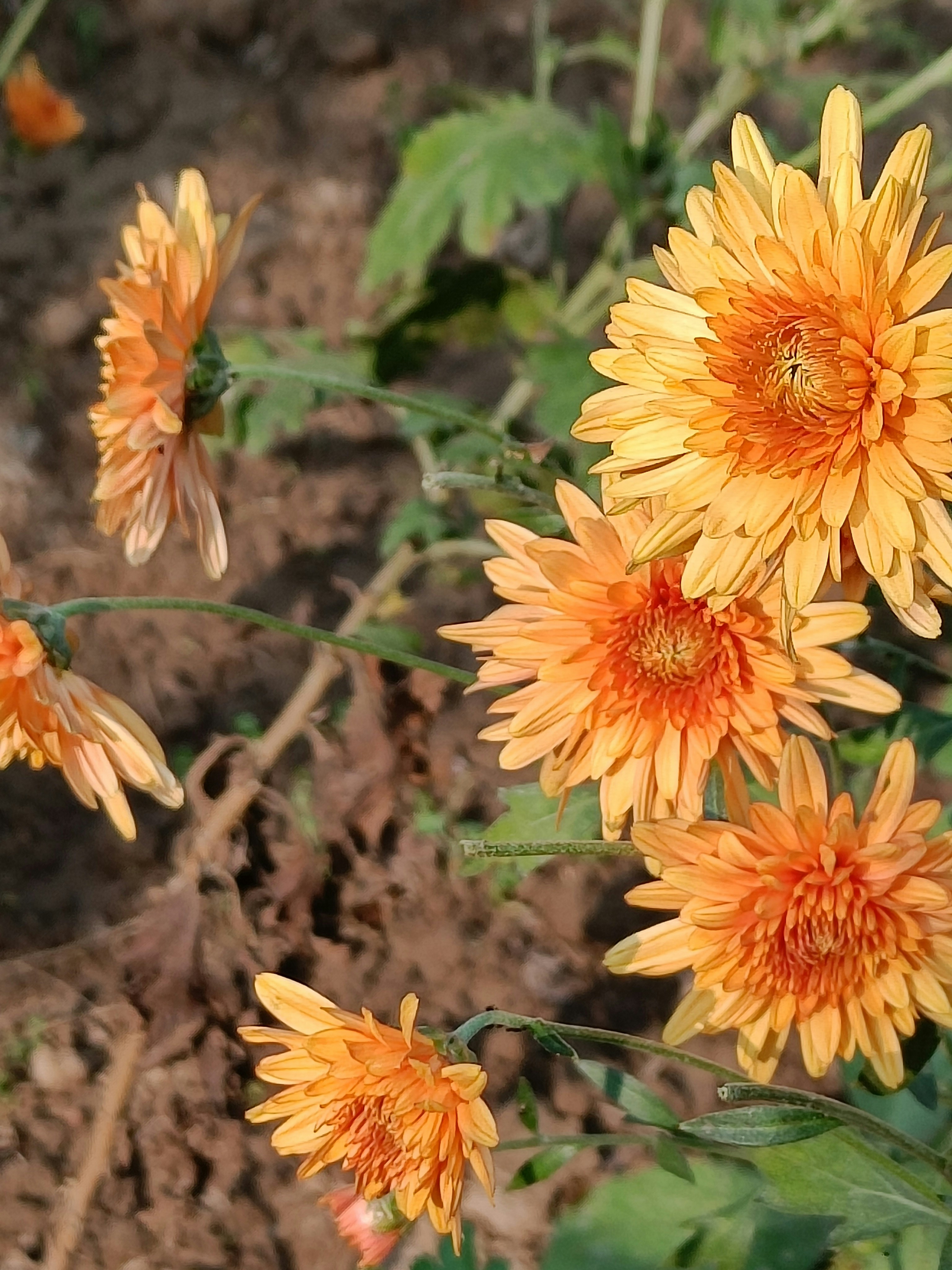 Photo by pushpasrivastava