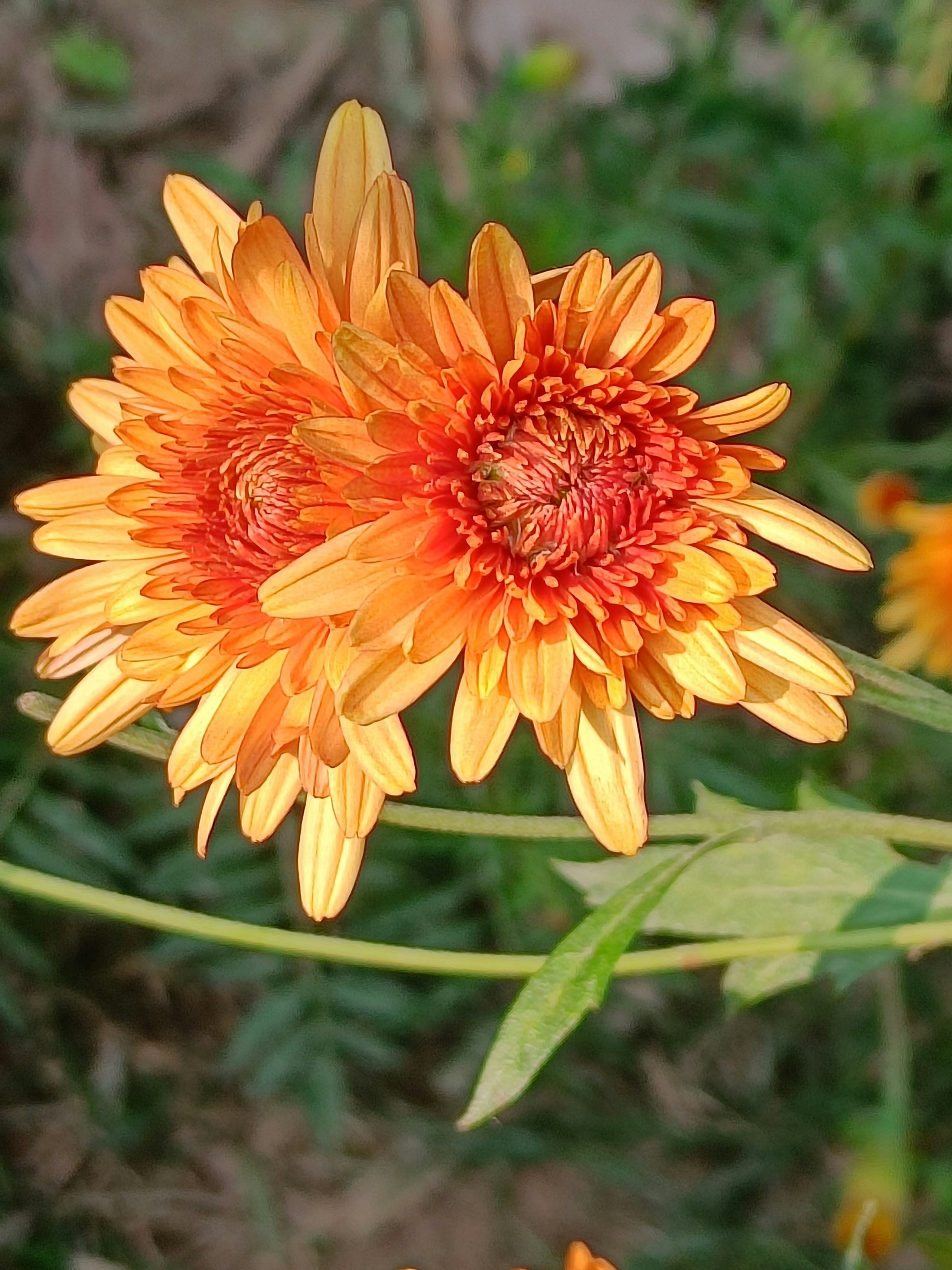 Photo by pushpasrivastava