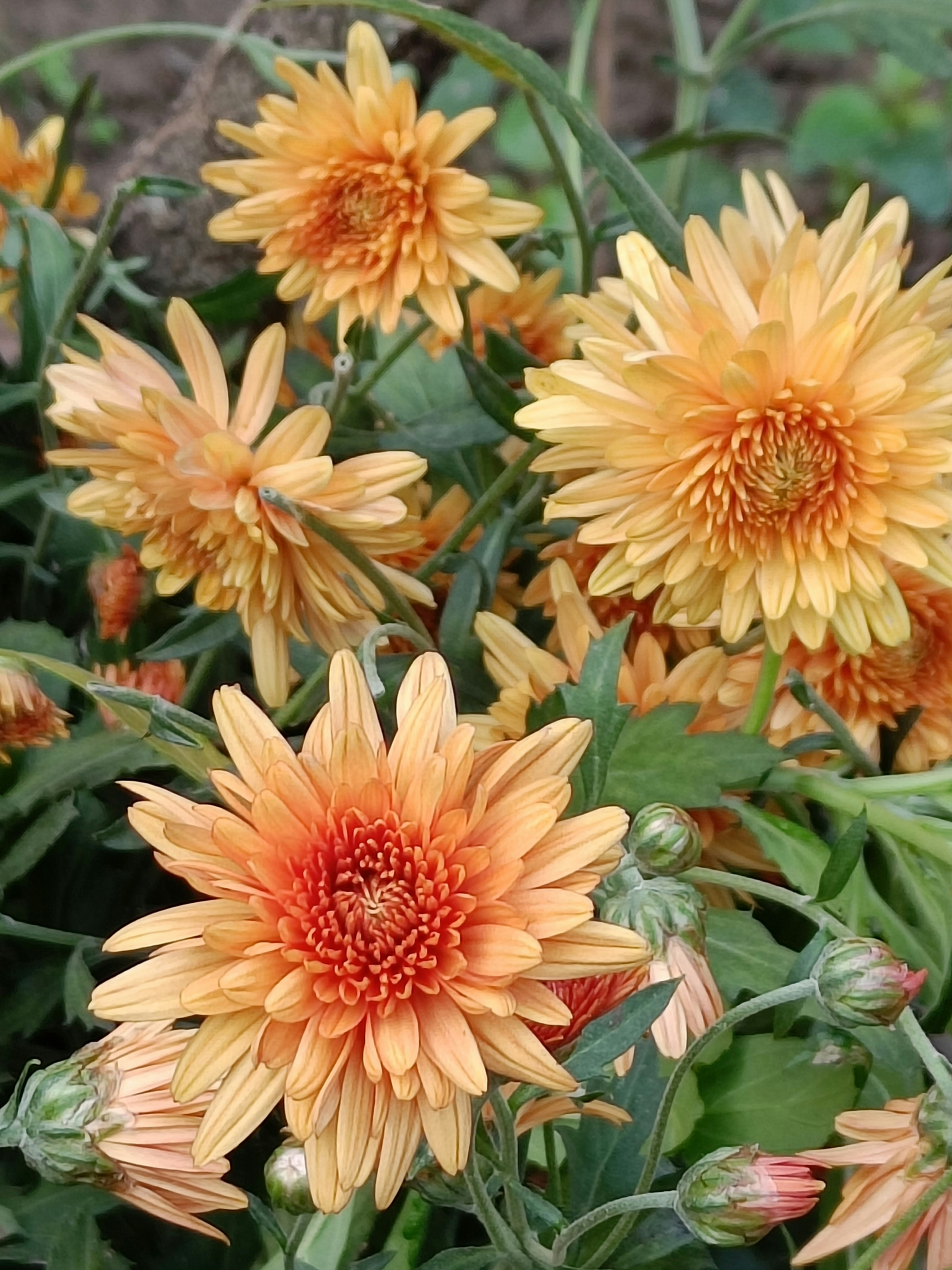 Photo by pushpasrivastava