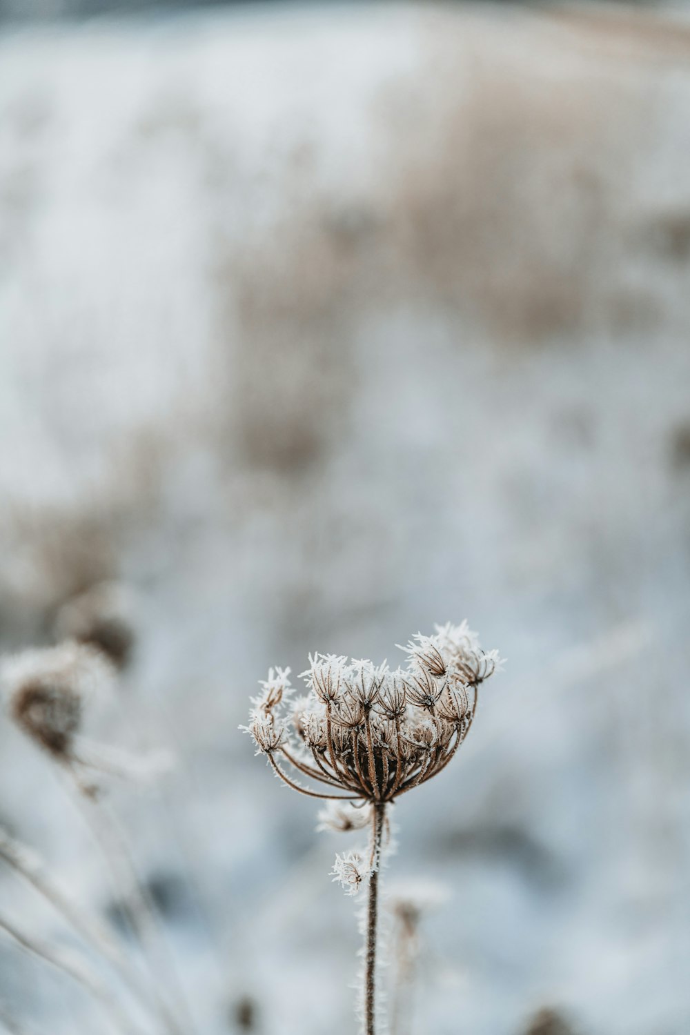 a close up of a dandelion