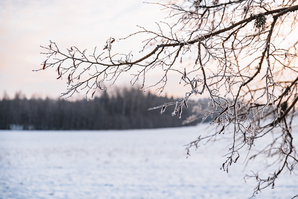 a tree with snow on it