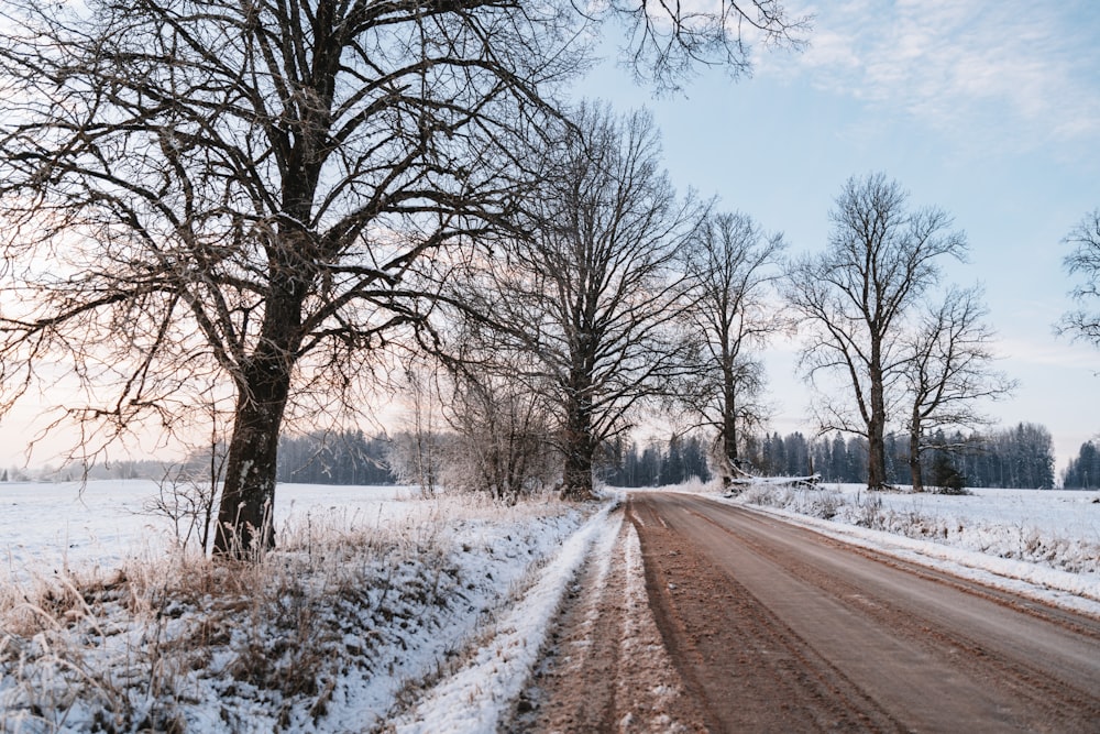 a dirt road with snow on the side and trees on either side