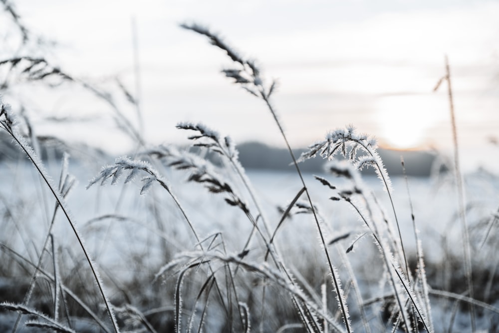 close-up of a wheat field