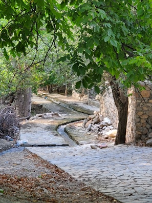 A quiet stone path winding through lush greenery in the garden.