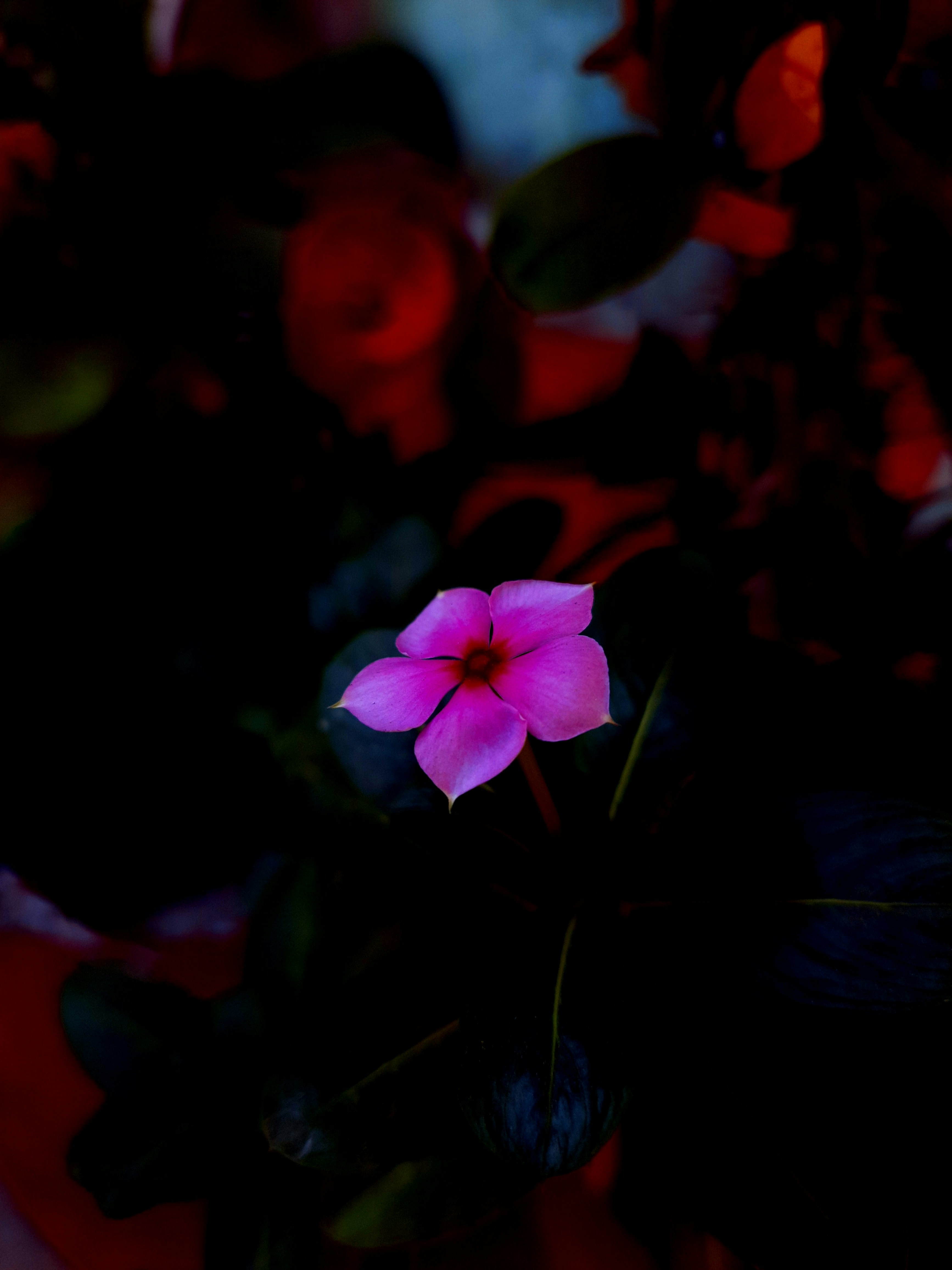 Photo by shutters_flutter