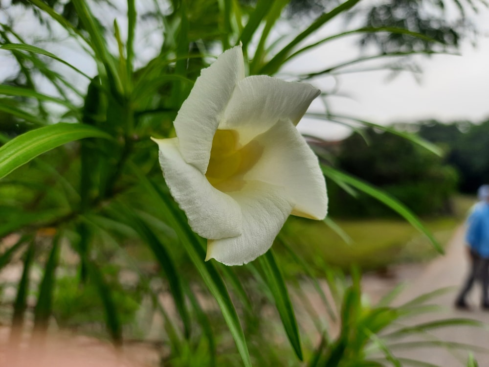 Foto uma flor branca em uma planta – Imagem de Papel de parede 4k grátis no  Unsplash
