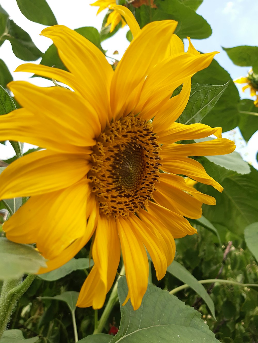 a yellow flower with green leaves