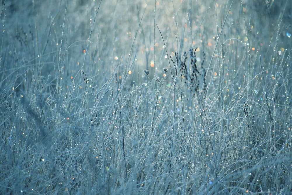 a close up of grass