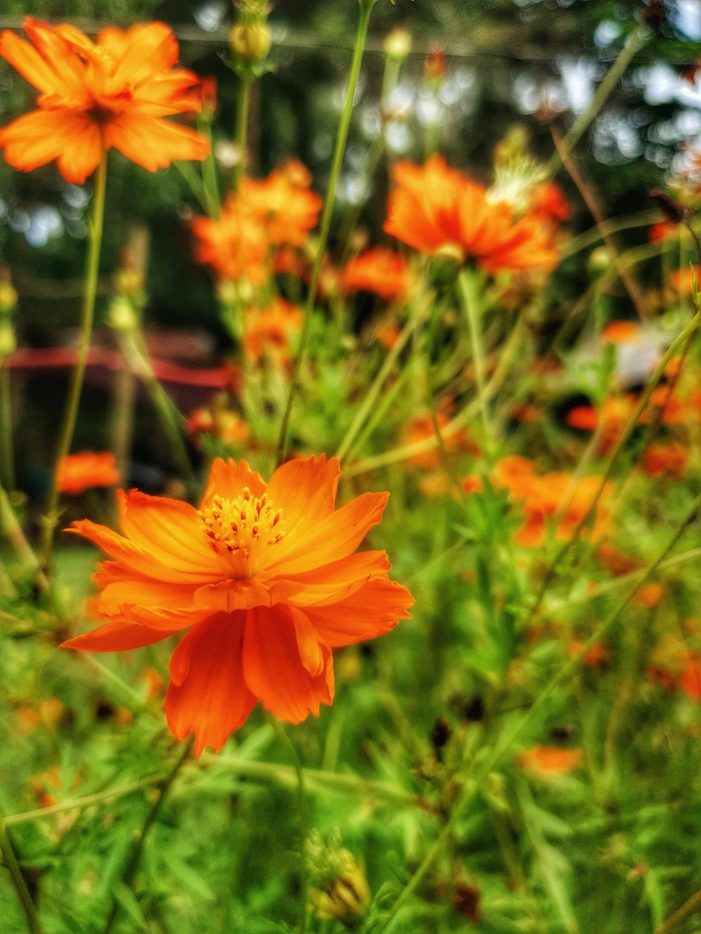 orange flowers in a field