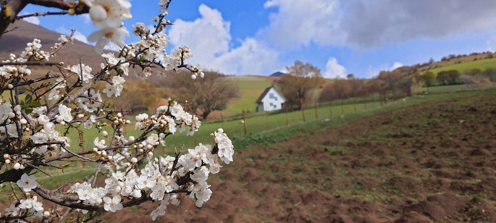 um campo com flores brancas