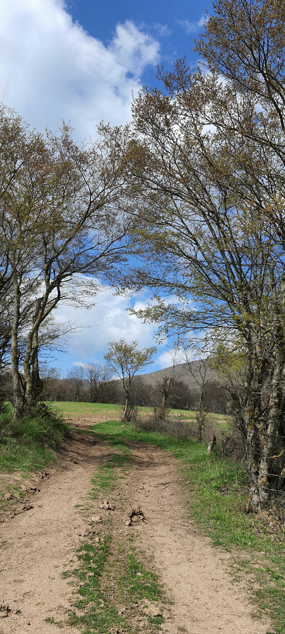 a dirt road with trees on either side of it