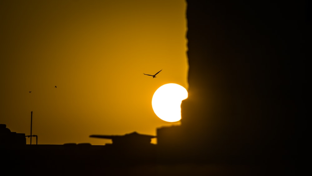 a bird flying in front of a sunset