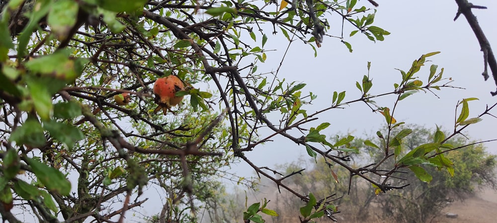 a tree with a red flower