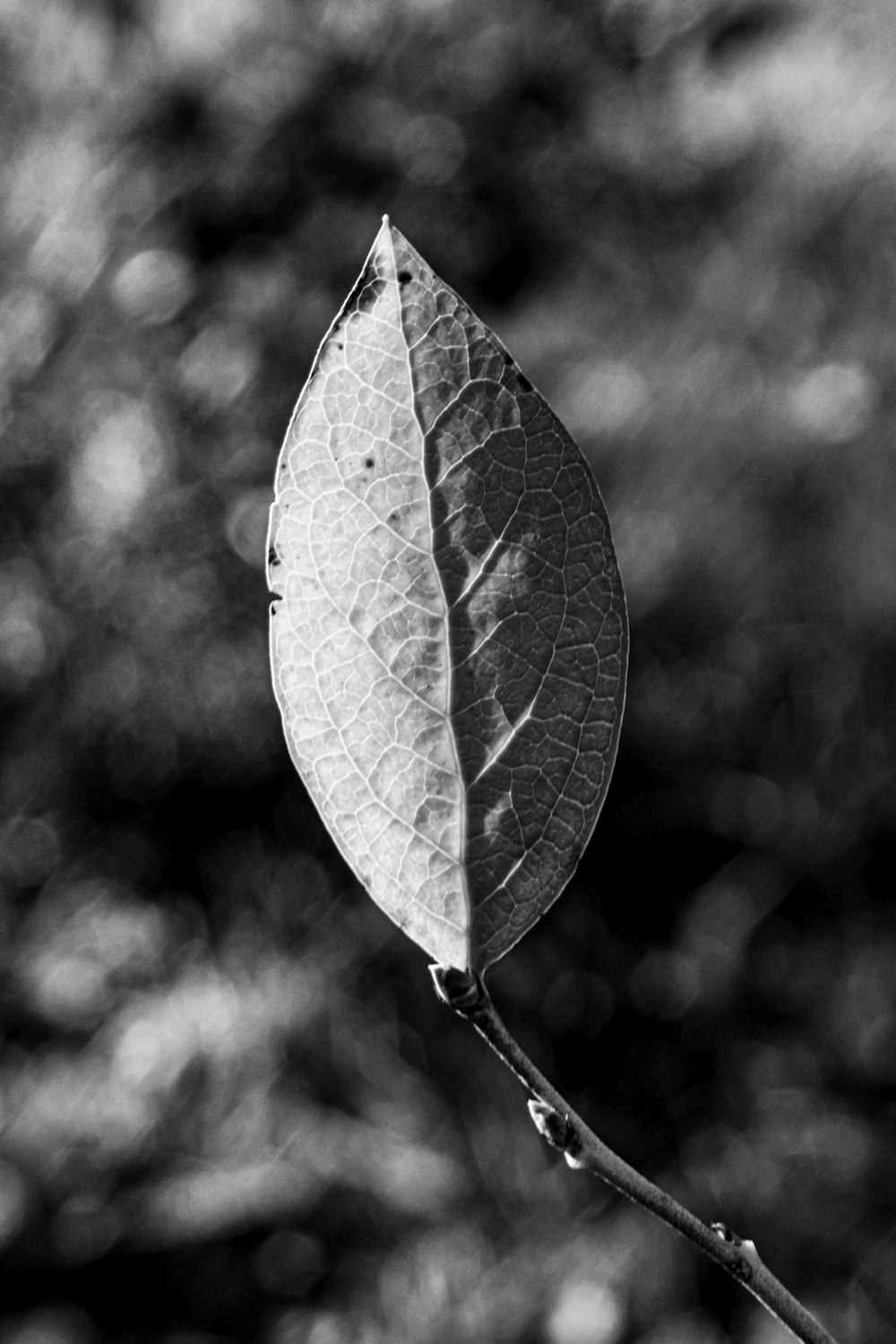 a leaf on a branch