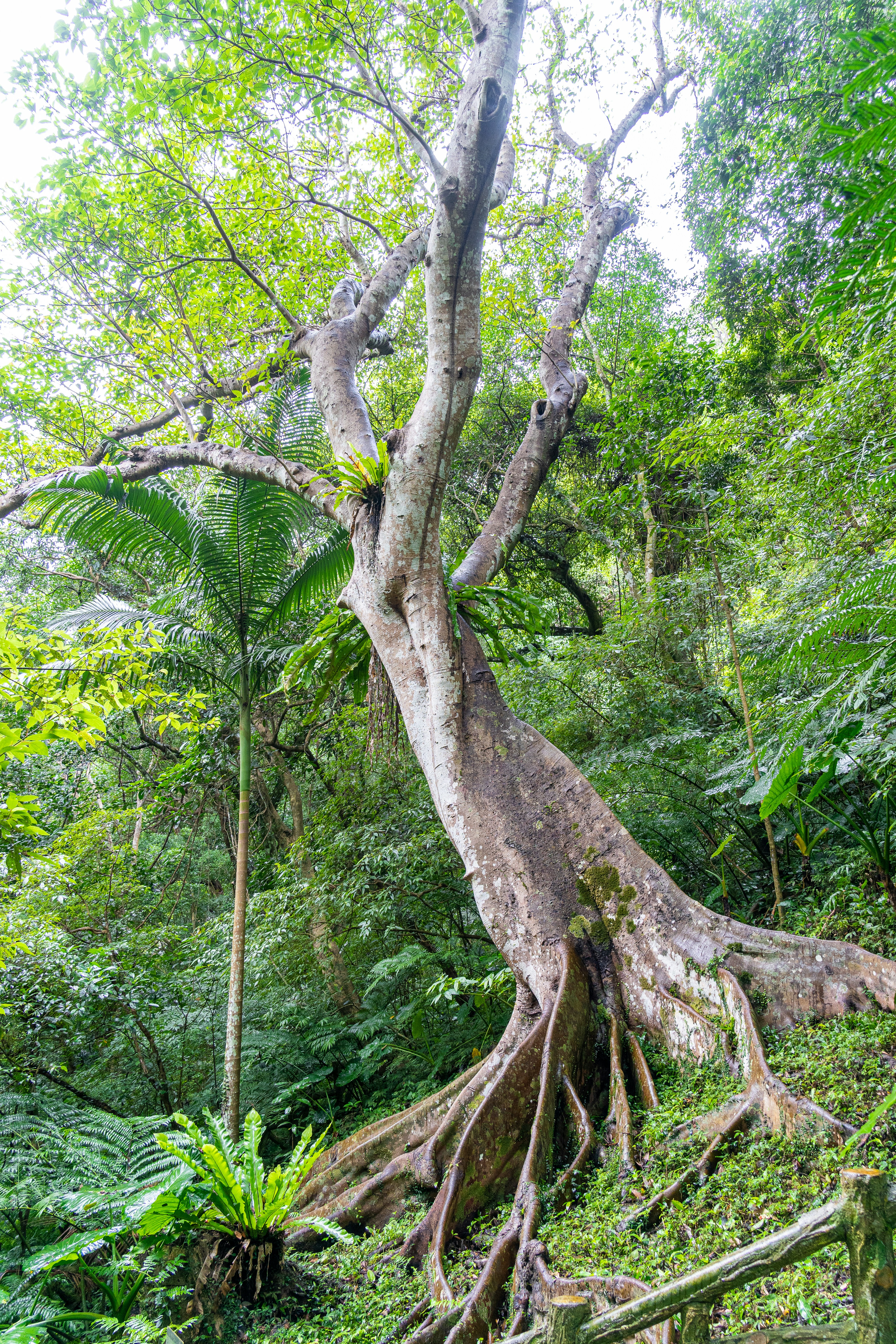 Tronc d'arbre vert et brun photo – Image gratuite de Australie sur Unsplash, image size:1080x1620