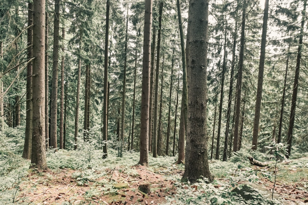 a forest of trees