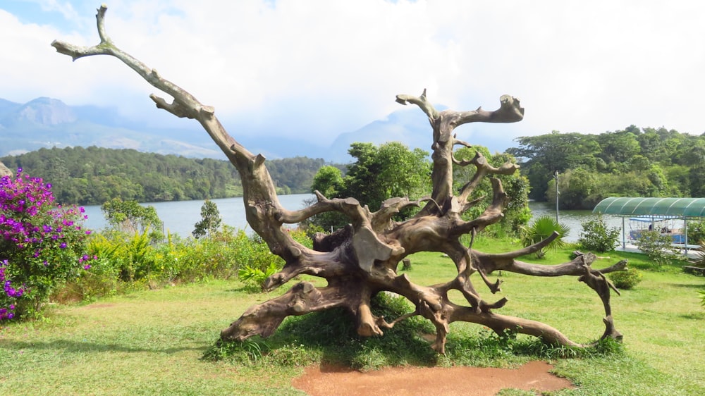 a tree with many branches