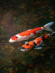 a couple of fish swimming in water