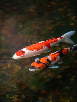 a couple of fish swimming in water