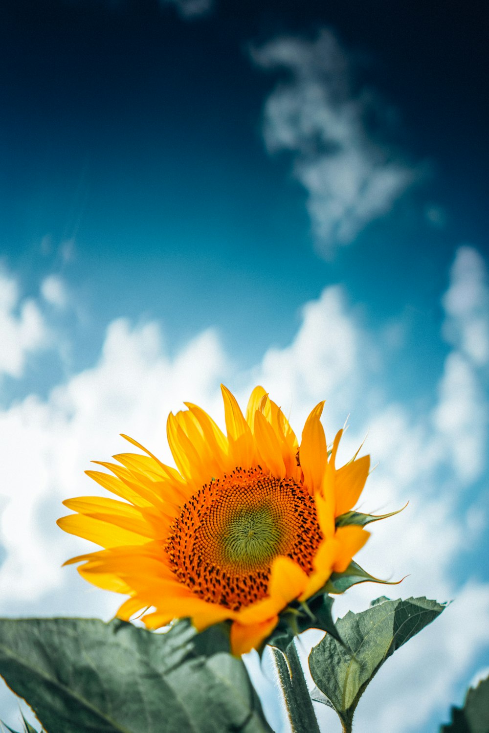 a yellow flower with green leaves