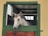 A white horse is standing inside a stable looking outside through a half-open green stable door. The background shows a corrugated metal roof and small glass windows, with sunlight gently filtering through.