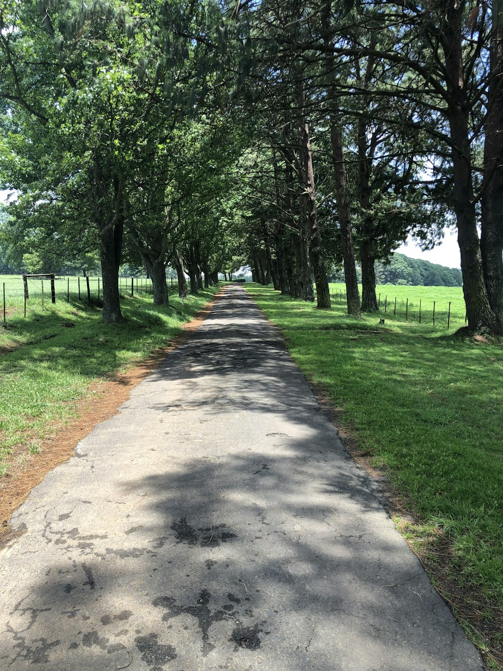 a path with grass and trees on the side