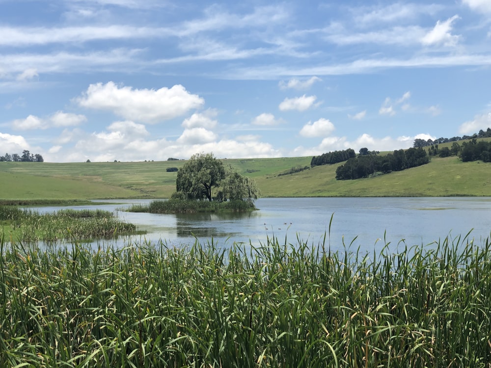 a body of water with grass and trees around it