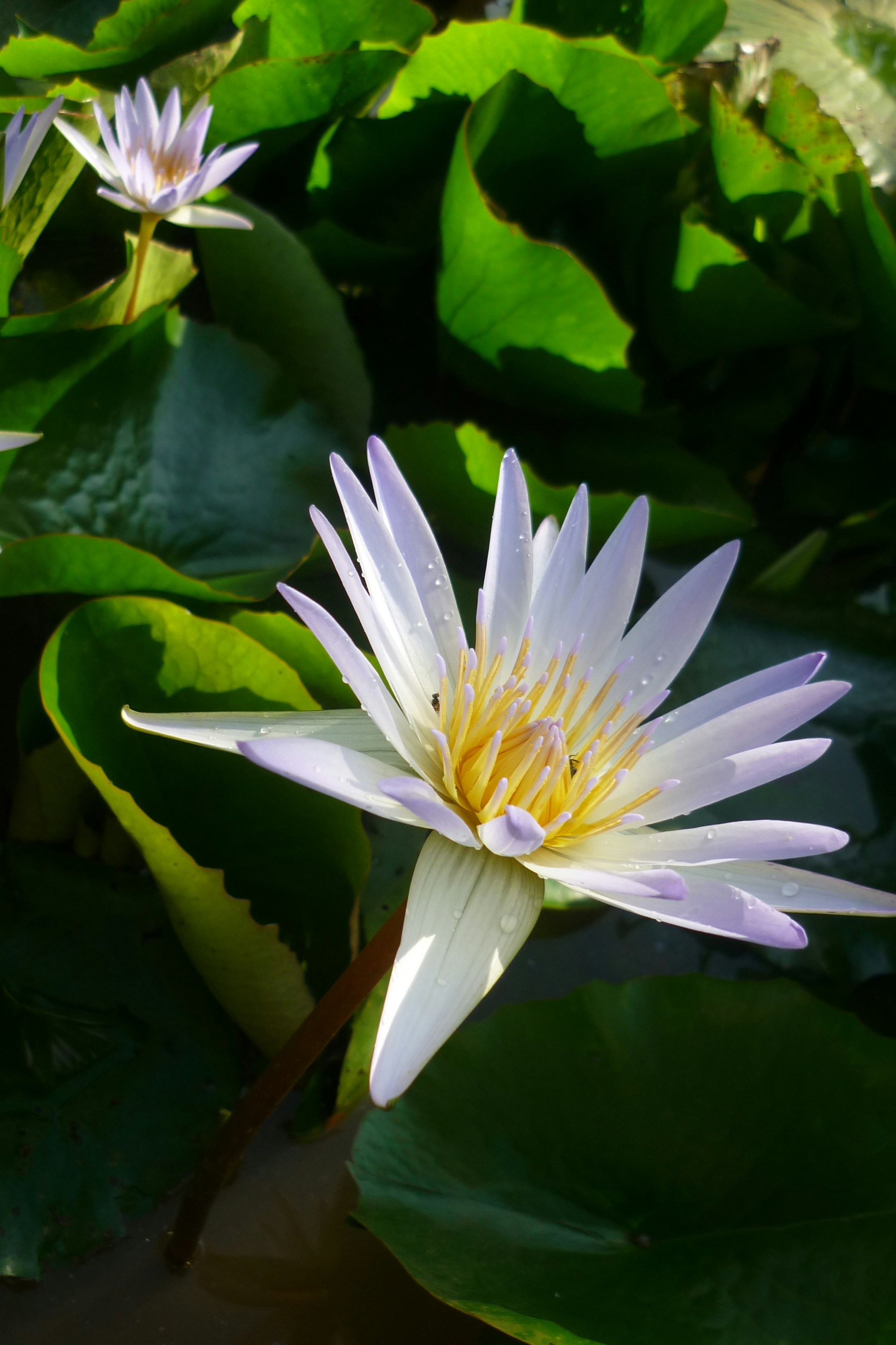 Photo by samuelson_t