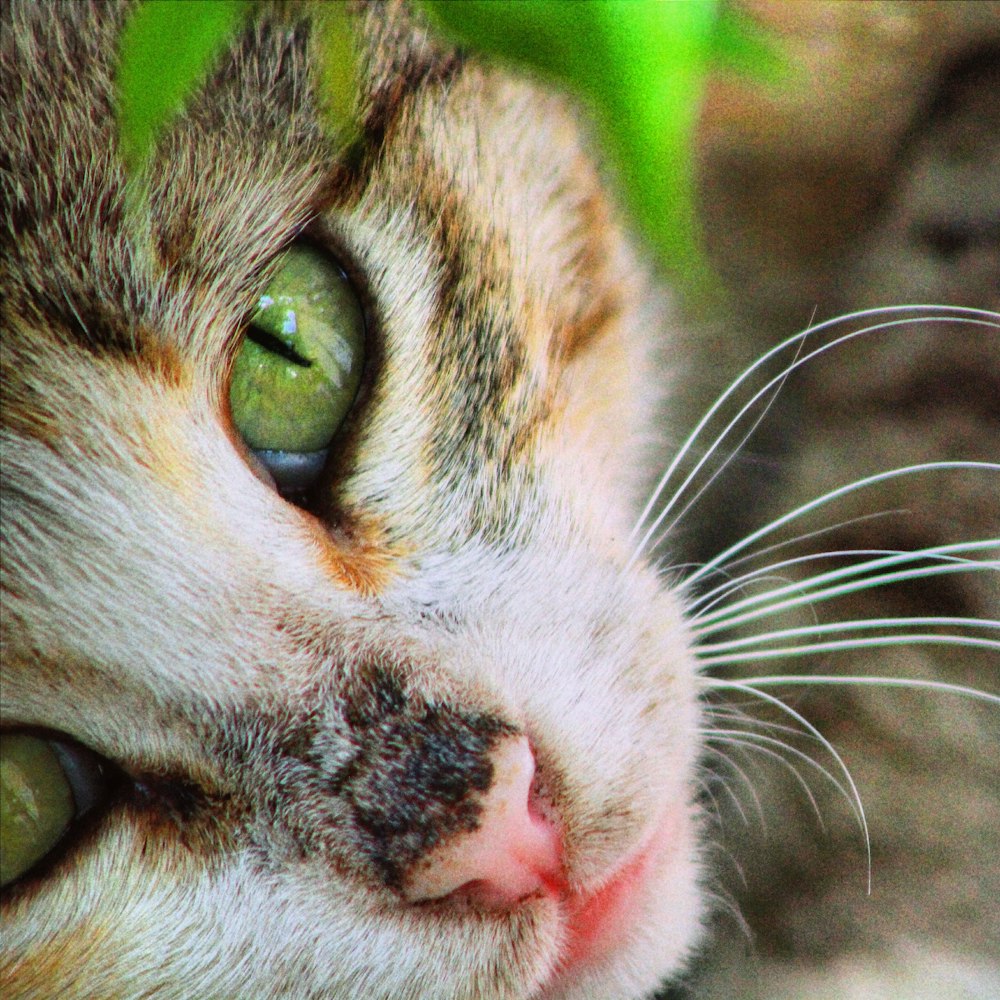 a close up of a cat