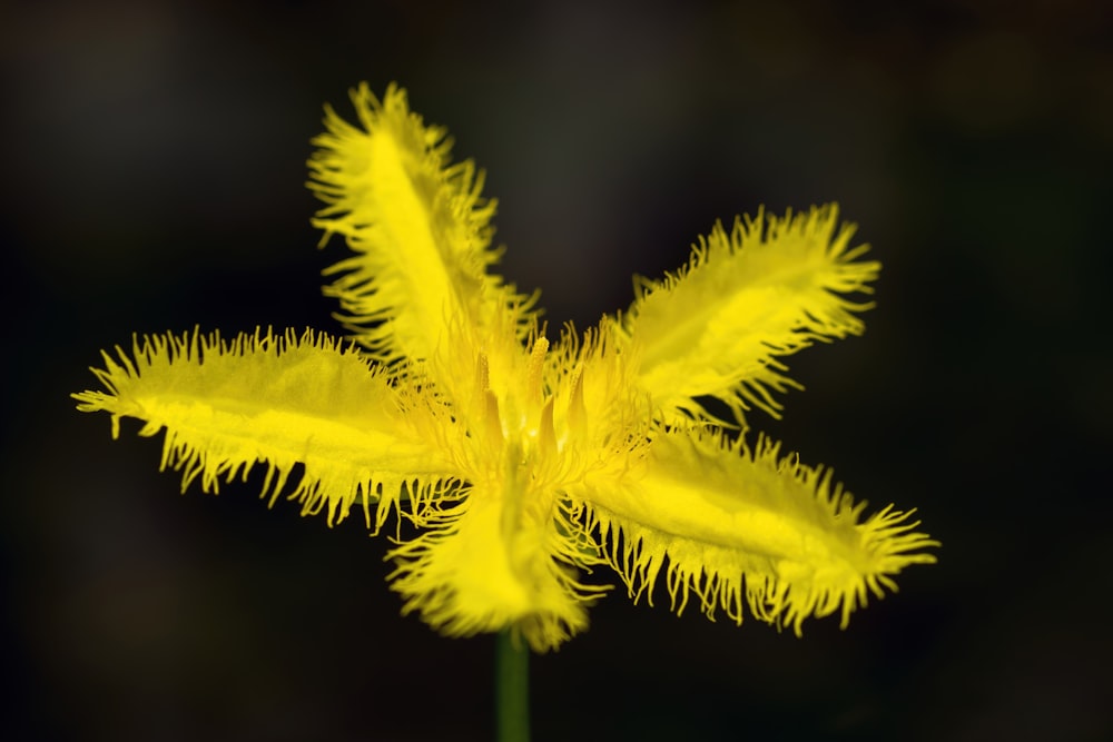 a close up of a flower