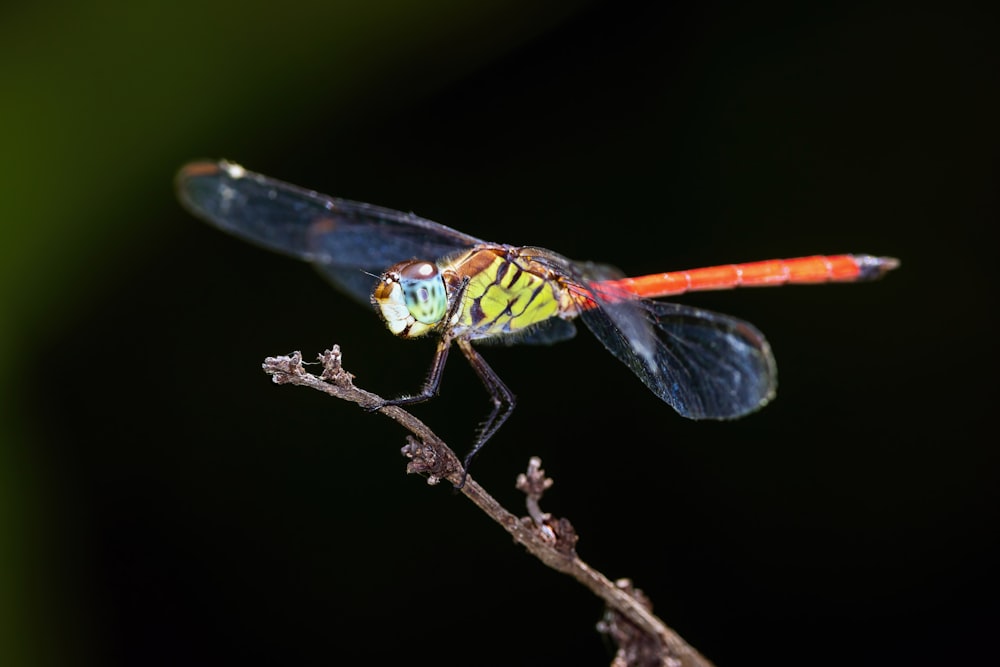 a dragonfly on a branch